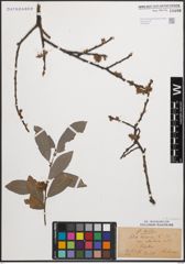 Foto von Salix cinerea L.